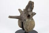 Fossil Pachycephalosaurus Vertebra with Metal Stand - Wyoming #211079-4